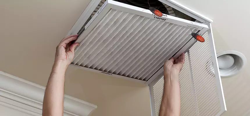 Our Insect Removal from Air Ducts Services in Carrollwood, FL