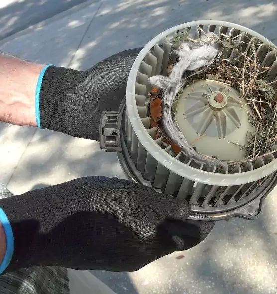 About Air Duct Rat Removal in Carrollwood, FL